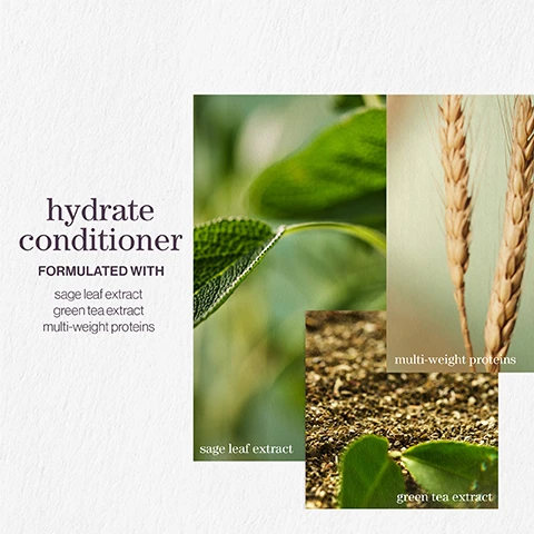 Image 1 - Image shows three close-up photos of ingredients used in a hair conditioner, featuring sage leaves, wheat, and green tea; text reads hydrate conditioner formulated with sage leaf extract, green tea extract, multi-weight proteins.
Image 2 - Image shows long, flowing hair with bubbles and features five stars above a customer review stating Best shampoo and conditioner. Makes my once dry hair so soft and shiny. Every hairdresser I have ever met recommends. LOOKFANTASTIC VERIFIED CUSTOMER REVIEW.
Image 3 - Image shows a light, abstract background with bubbles and visible text that reads pro favourite One of my favourite Pureology products is the iconic Hydrate which helps to deeply hydrate normal to thick dry, color-treated hair. NEIL MOODIE PUREOLOGY UKI AMBASSADOR.
Image 4 - A graphic featuring three images of natural elements labeled mint, moss, and rose, with the text hydrate conditioner, after the rain, with notes of moss, rose, and mint.
Image 5 - Image depicts a purple background with three sections: the first section features a leaf icon and text stating vegan formulas, sulfate-free for a gentle cleanse; the second section shows a recycling icon with text reading recycled bottles, made from post-consumer recycled materials; the third section includes a water drop icon and text stating up to 80+ washes in one bottle. All formulas are highly concentrated meaning less water needed.