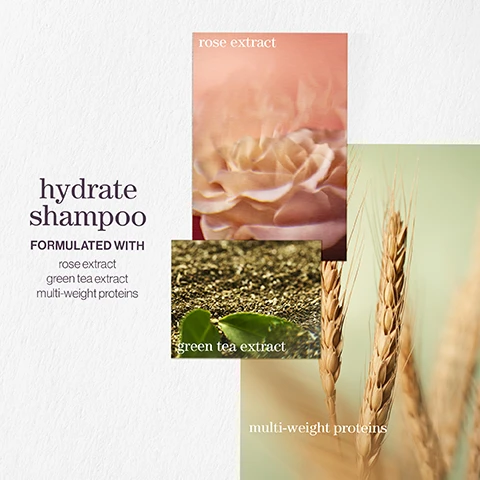 Image 1 - Image shows a visually appealing layout promoting a shampoo product, featuring three images: a soft pink rose with the text rose extract, a close-up of green tea leaves with green tea extract, and golden wheat with multi-weight proteins, accompanied by the main text hydrate shampoo and FORMULATED WITH.
Image 2 - Image features a customer review for a shampoo and conditioner, highlighted by five stars, with text reading Best shampoo and conditioner Makes my once dry hair so soft and shiny. Every hairdresser I have ever met recommends LOOKFANTASTIC VERIFIED CUSTOMER REVIEW.
Image 3 - Image shows a soft, blurred background with bubbles and light reflections, featuring the text pro favourite and a quote by Neil Moodie highlighting his favorite Pureology product, Hydrate, which deeply hydrates normal to thick dry, color-treated hair, along with his title as Pureology UKI Ambassador.
Image 4 - An arrangement of images featuring lavender flowers, a bergamot fruit, and patchouli leaves with the text hydrate shampoo and A citrus summer breeze with notes of lavender, bergamot, patchouli.
Image 5 - Image shows two bottles of Pureology Hydrate shampoo and conditioner, which are purple in color, labeled for normal to thick color-treated hair with text stating benefit: Hydrates normal to thick color-treated hair, and additional details about the products including for dry, color-treated hair and other ingredient information.
Image 6 - The image shows a pink cream, a pile of green powder, and dried grass-like plants with text overlays indicating the ingredients: Rose Extract, Green Tea Extract, and Multi-Weight Proteins.
Image 7 - Image shows a purple background with three icons and text: vegan formulas* sulfate-free for a gentle cleanse, recycled bottles made from post-consumer recycled materials**, and up to 300+ washes in one bottle***. All formulas are highly concentrated meaning less water needed.