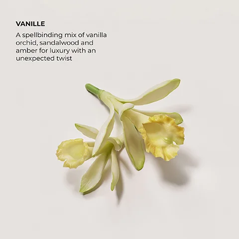 Vanille a spellbinding mix of vanilla orchid sandalwood and amber for luxury with an unexpected twist